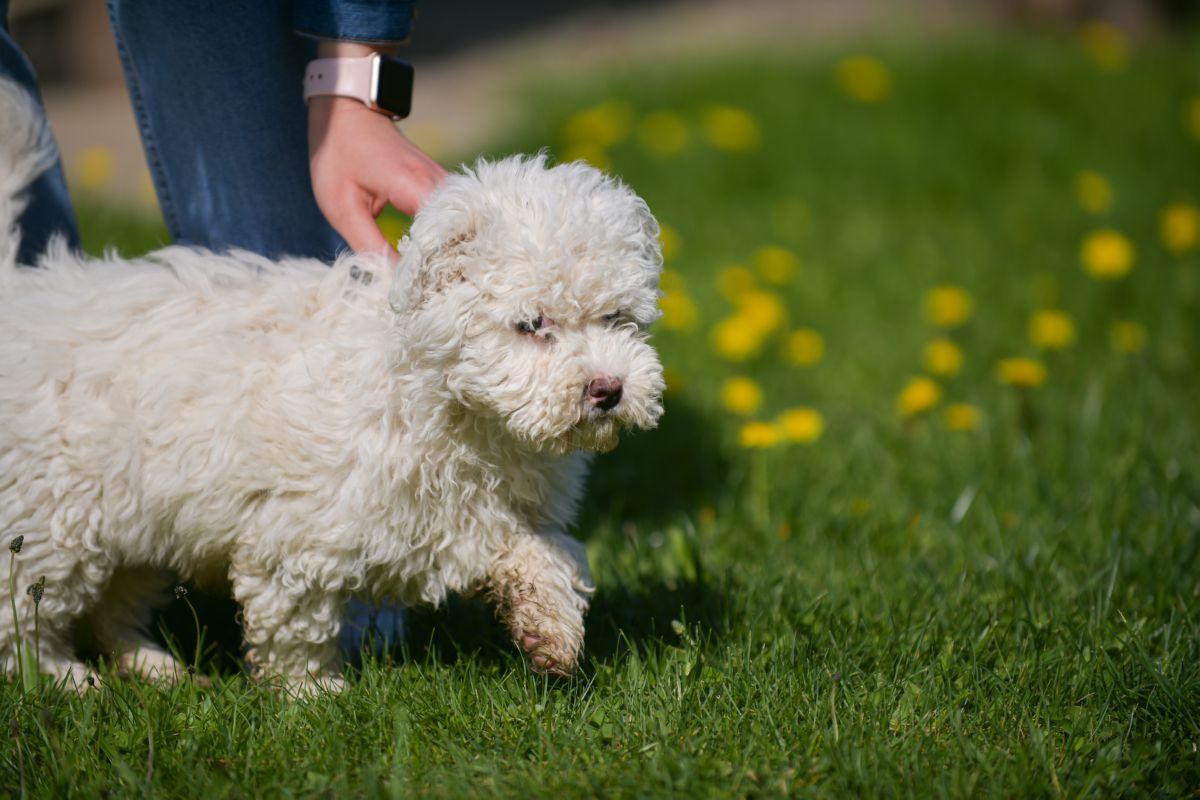 Puli puppy