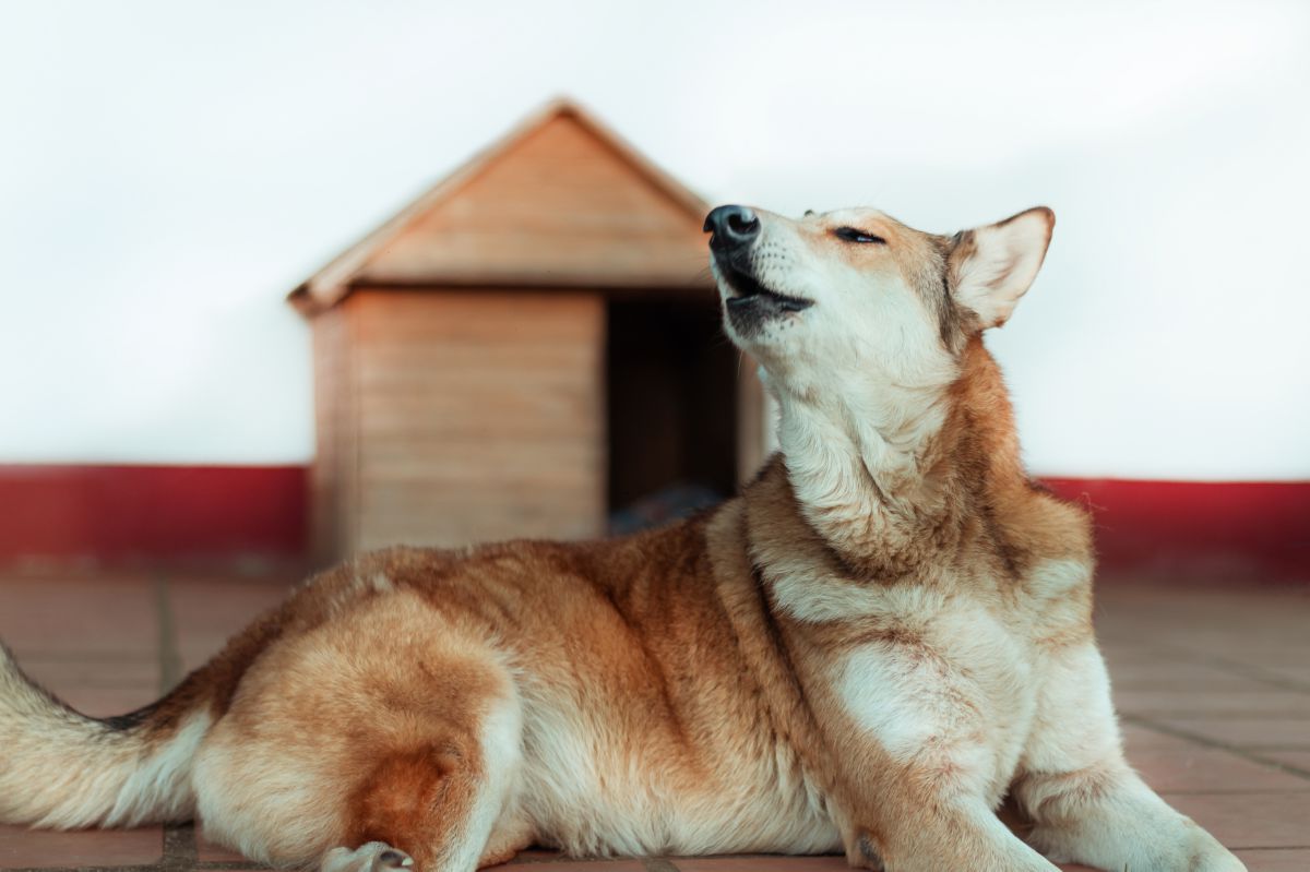 Saarlooswolfhond liggend