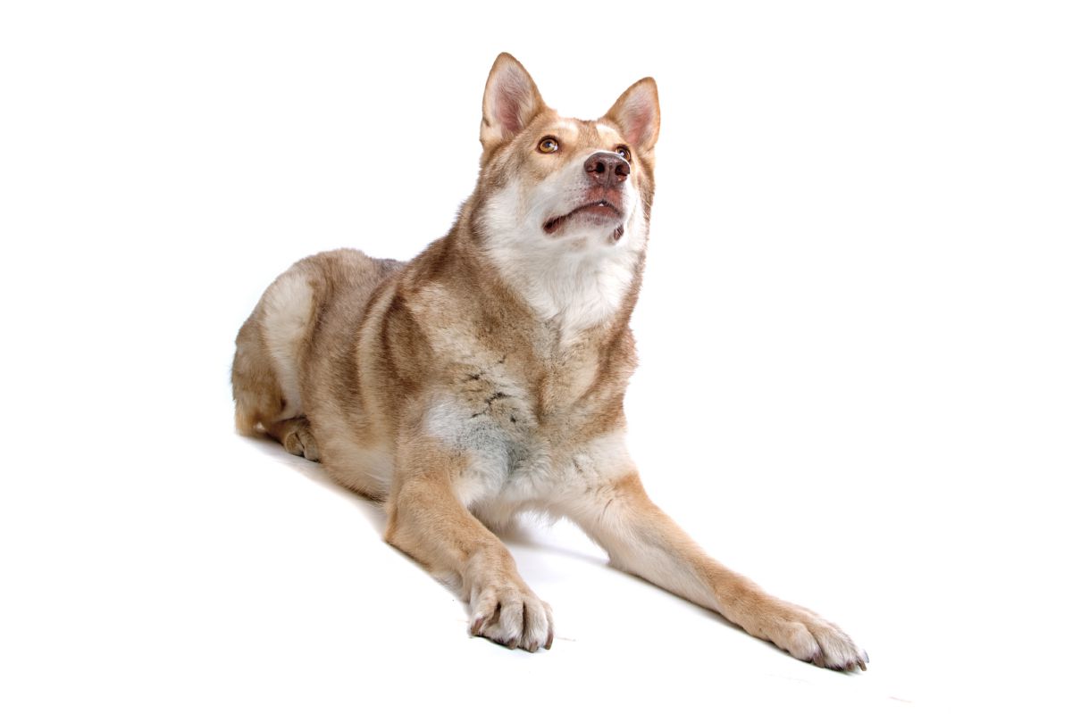 Saarlooswolfhond
