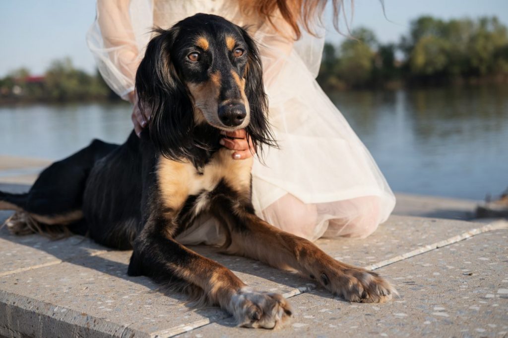 Saluki