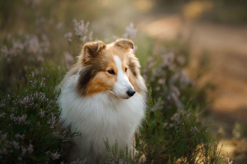 Sheltie