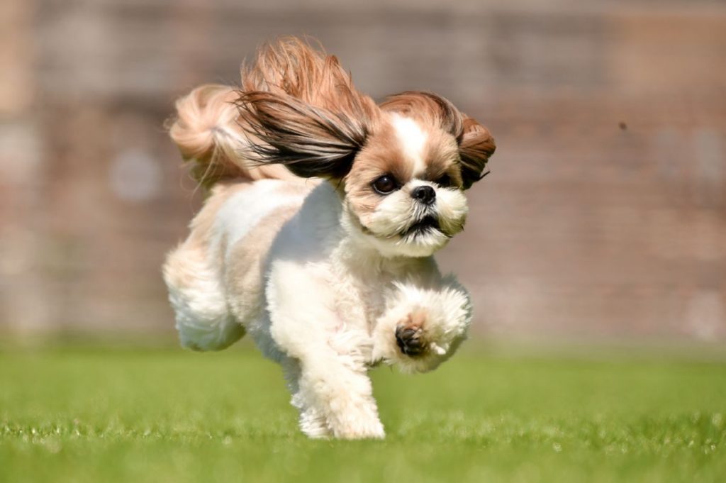 Shih Tzu