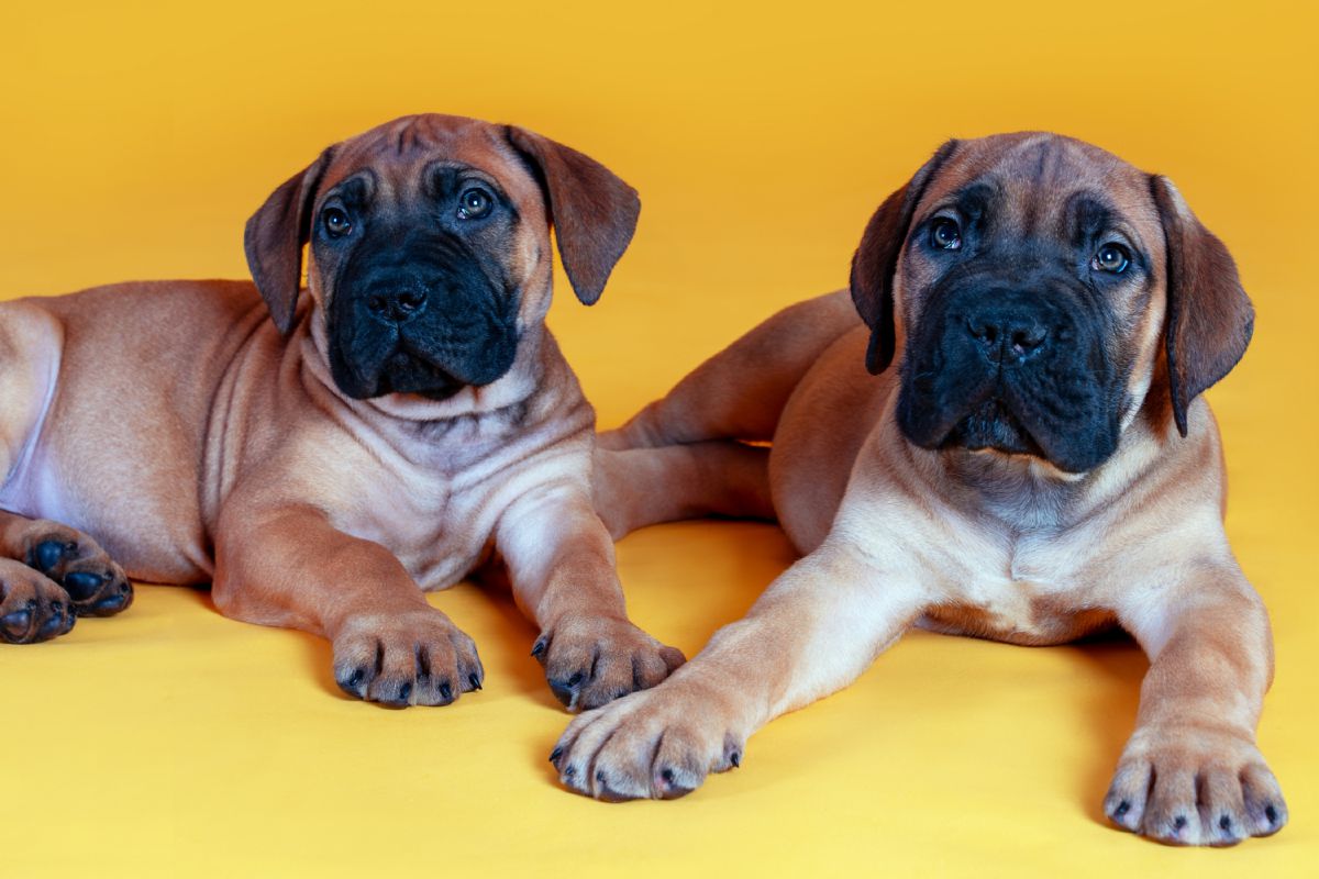 Twee Bullmastiff puppy´s