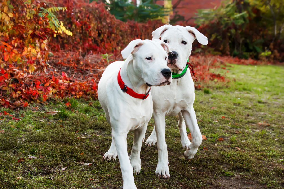Twee Dogo Argentino honden