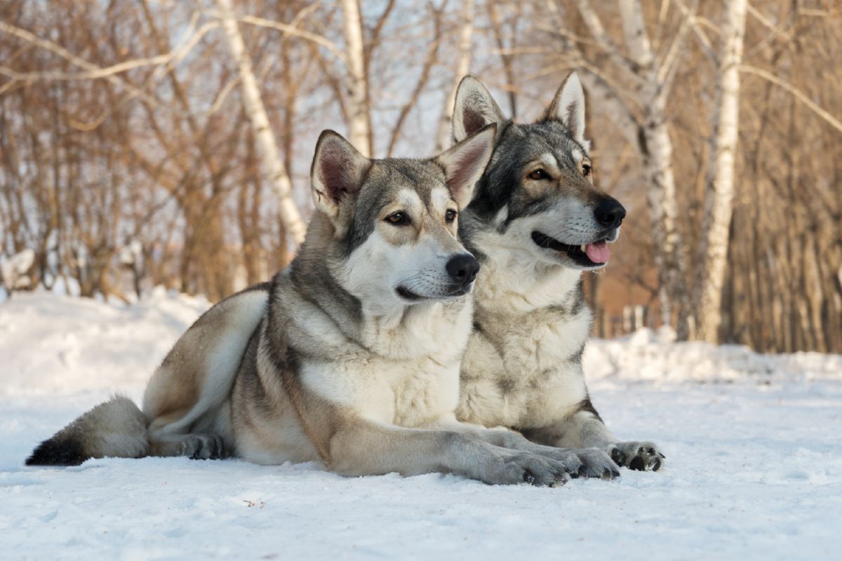 Twee Saarlooswolfhonden