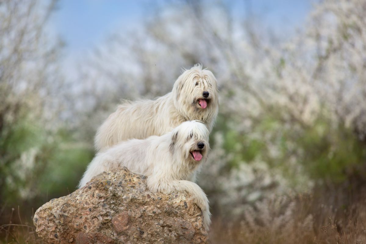 Twee Zuid-Russische Owcharka honden