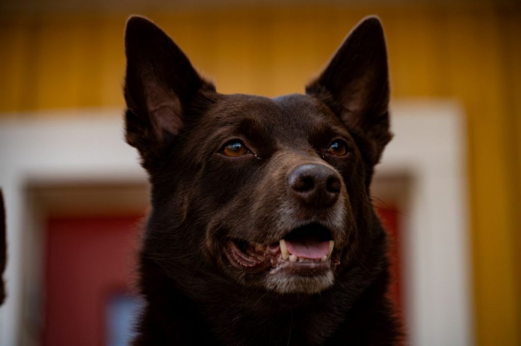 Australische Kelpie