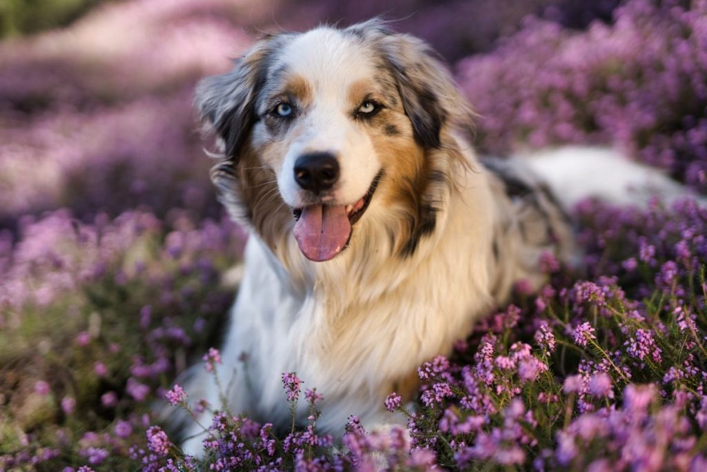 Australische herder