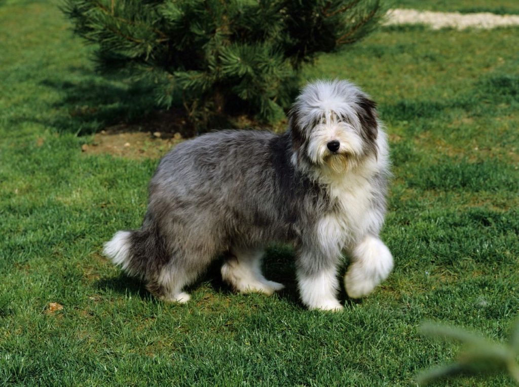 Bearded Collie