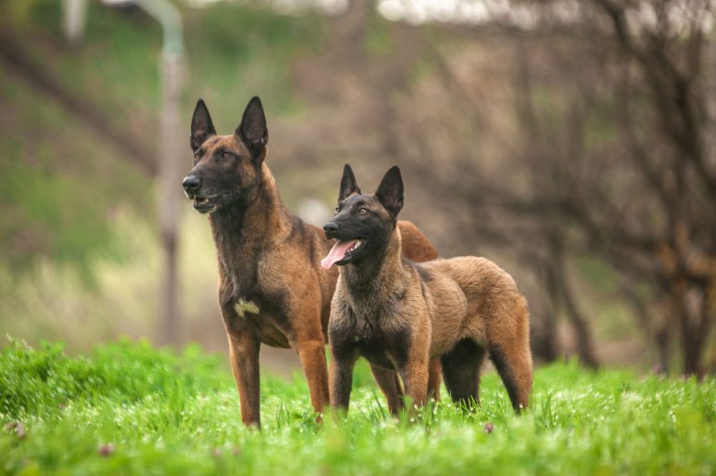 Belgische Herder