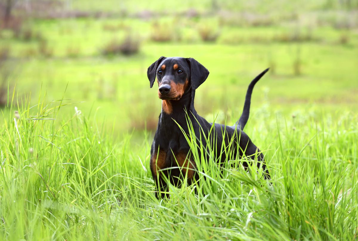 Duitse Pinscher