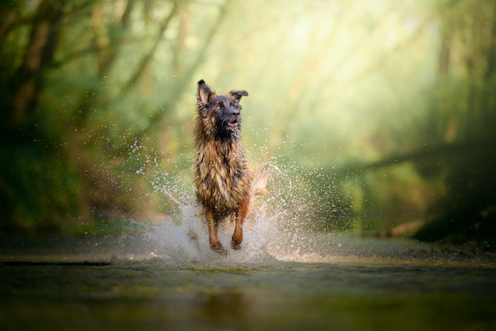 Duitse herder