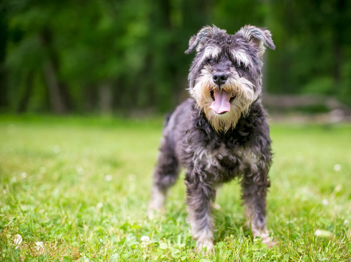 Dwergschnauzer