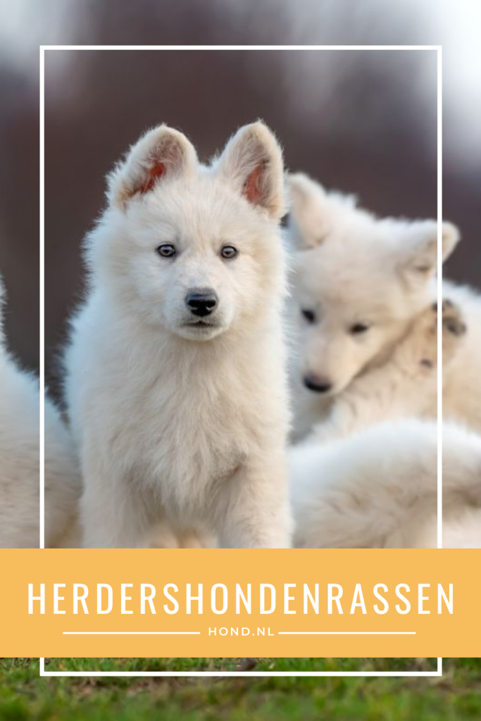 Herdershondenrassen
