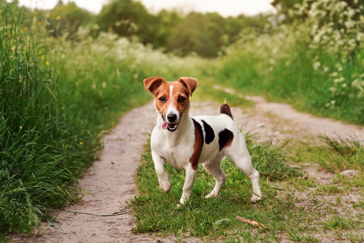 Jack Russel Terriër