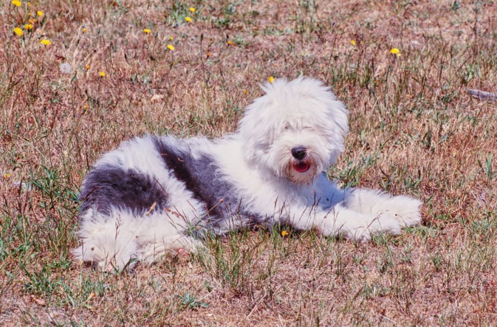 Old English Sheepdog