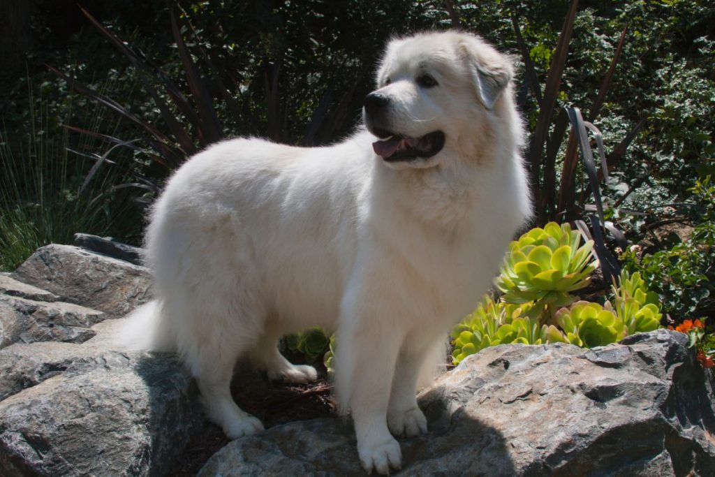 Pyreneese Berghond