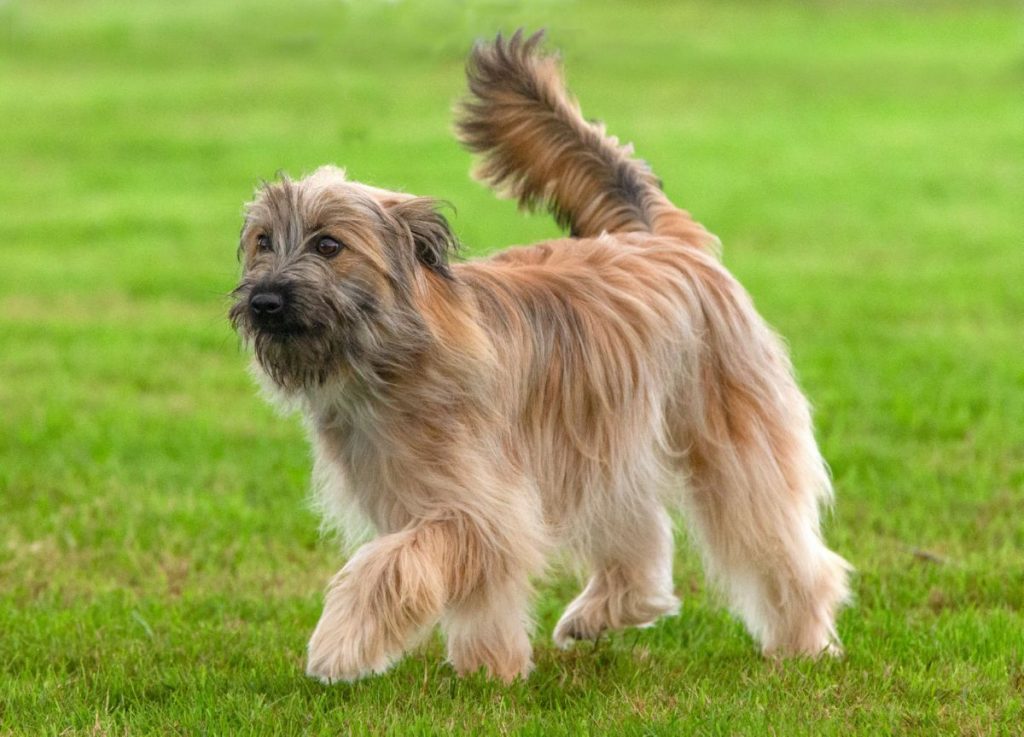 Pyreneese herder