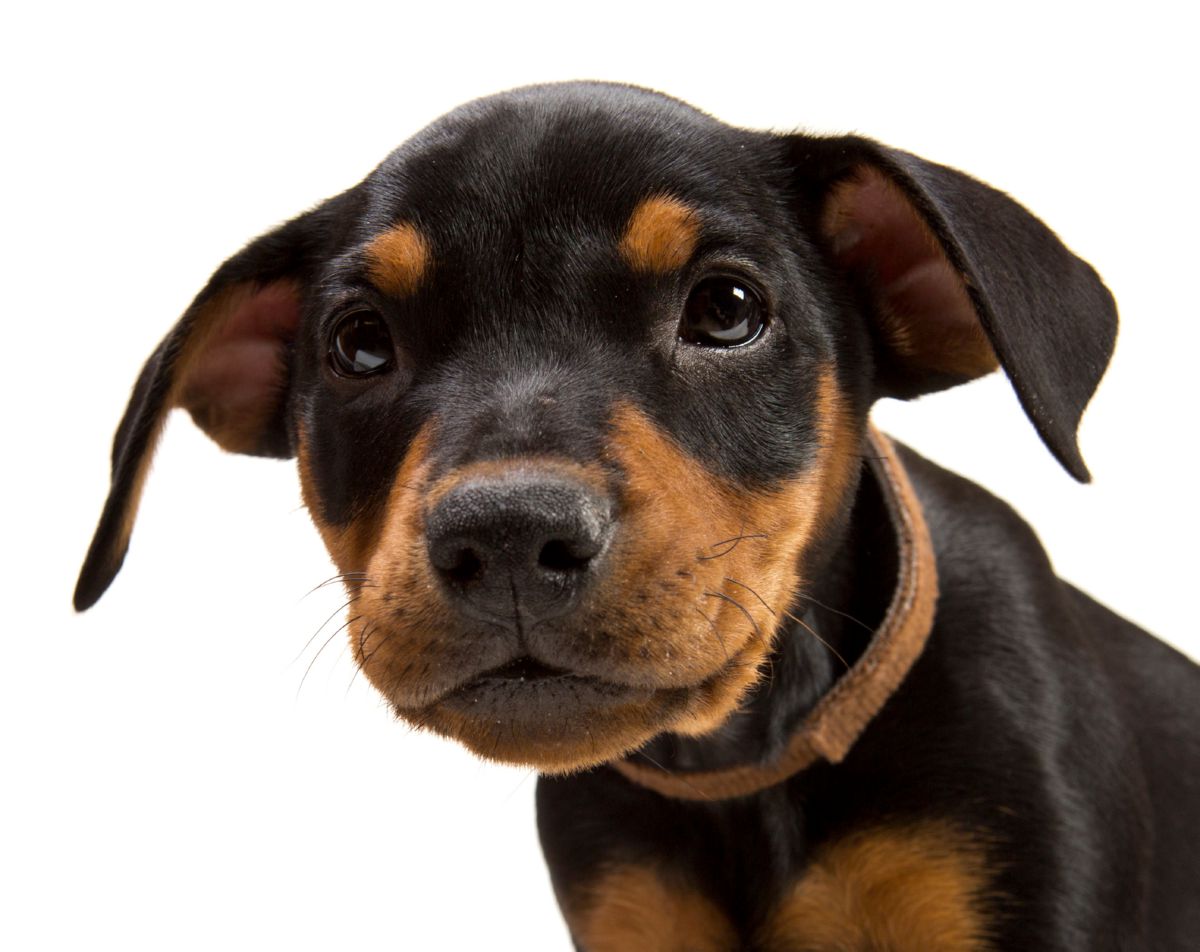 Duitse Pinscher puppy