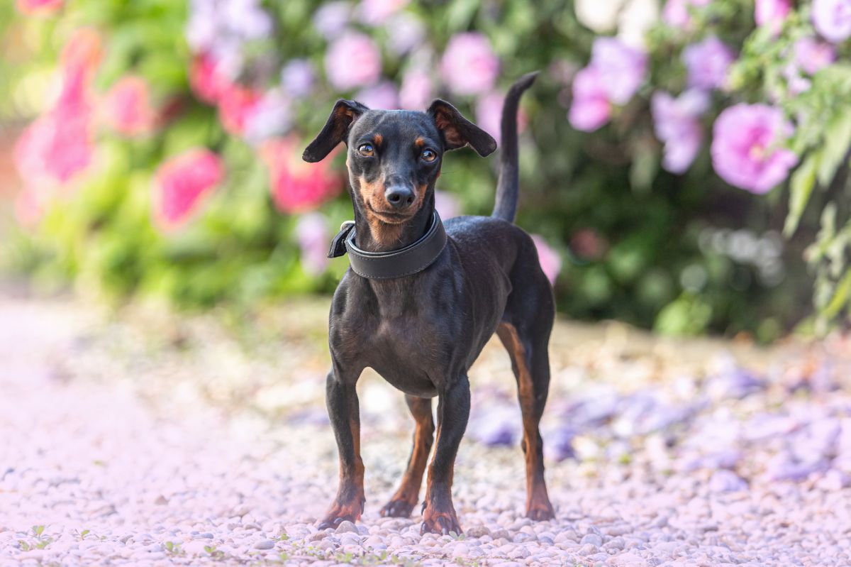 Dwergpinscher buiten