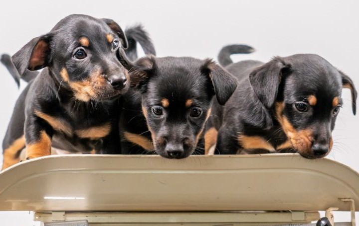 Dwergpinscher puppy´s