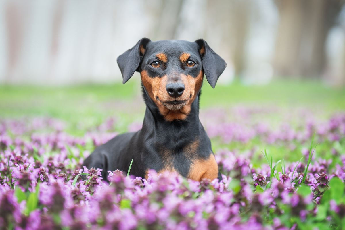 Dwergpinscher tussen bloemen