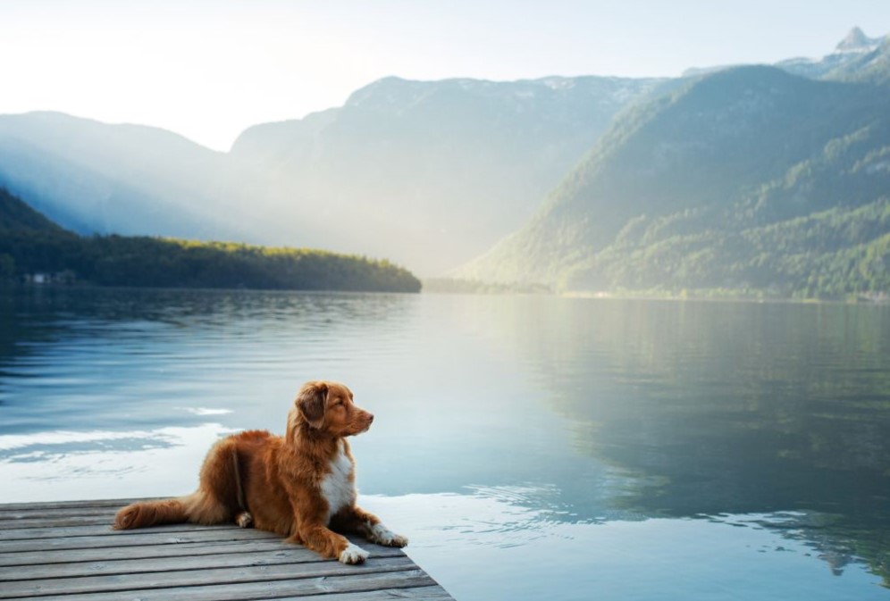 Hond bij meer