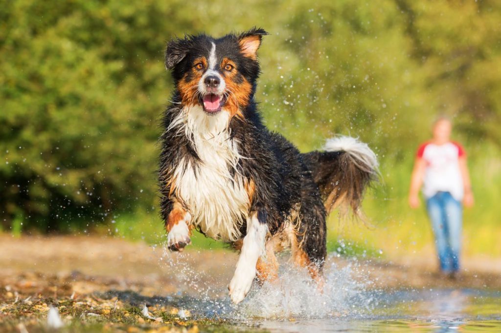 Hond rennend