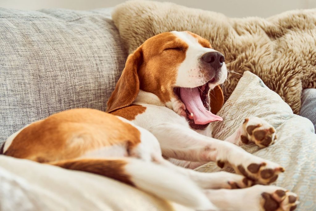 Hond slapend