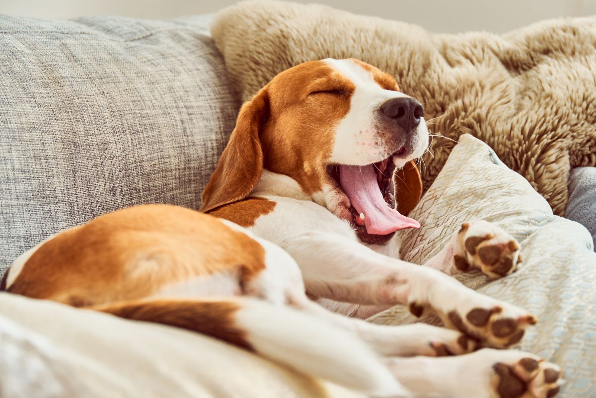 Hond slapend