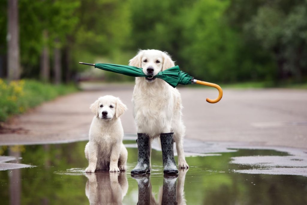 Honden in regen