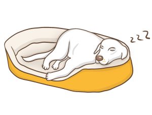 Comfortabele slaapplek hond