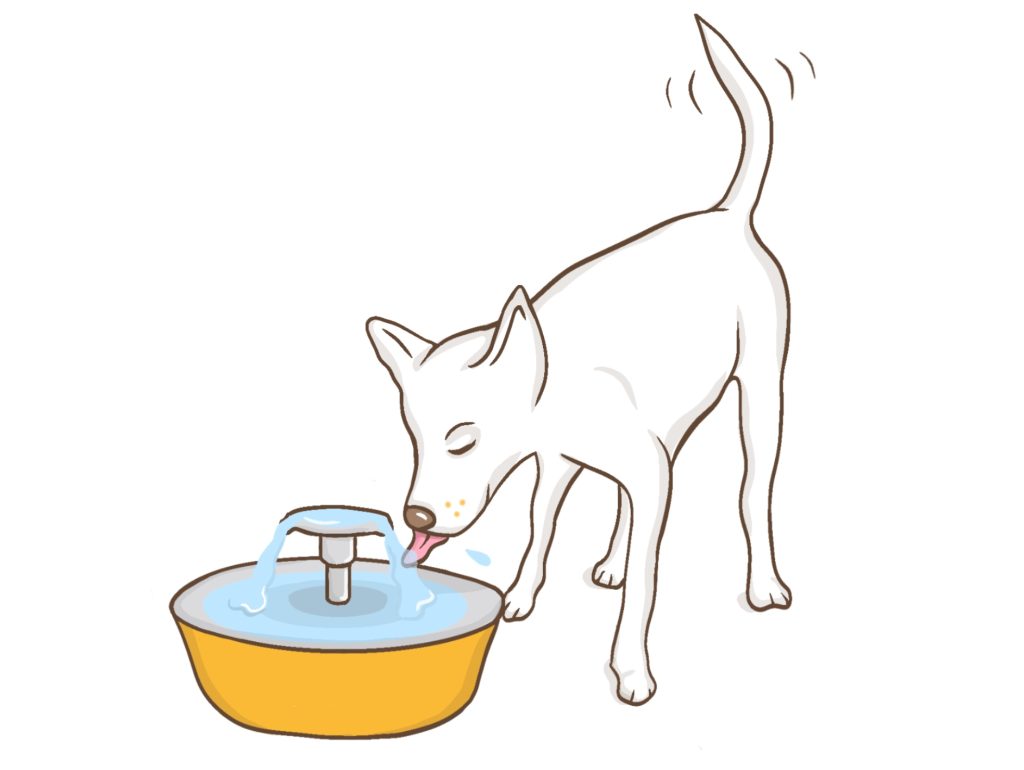 Drinkfontein hond