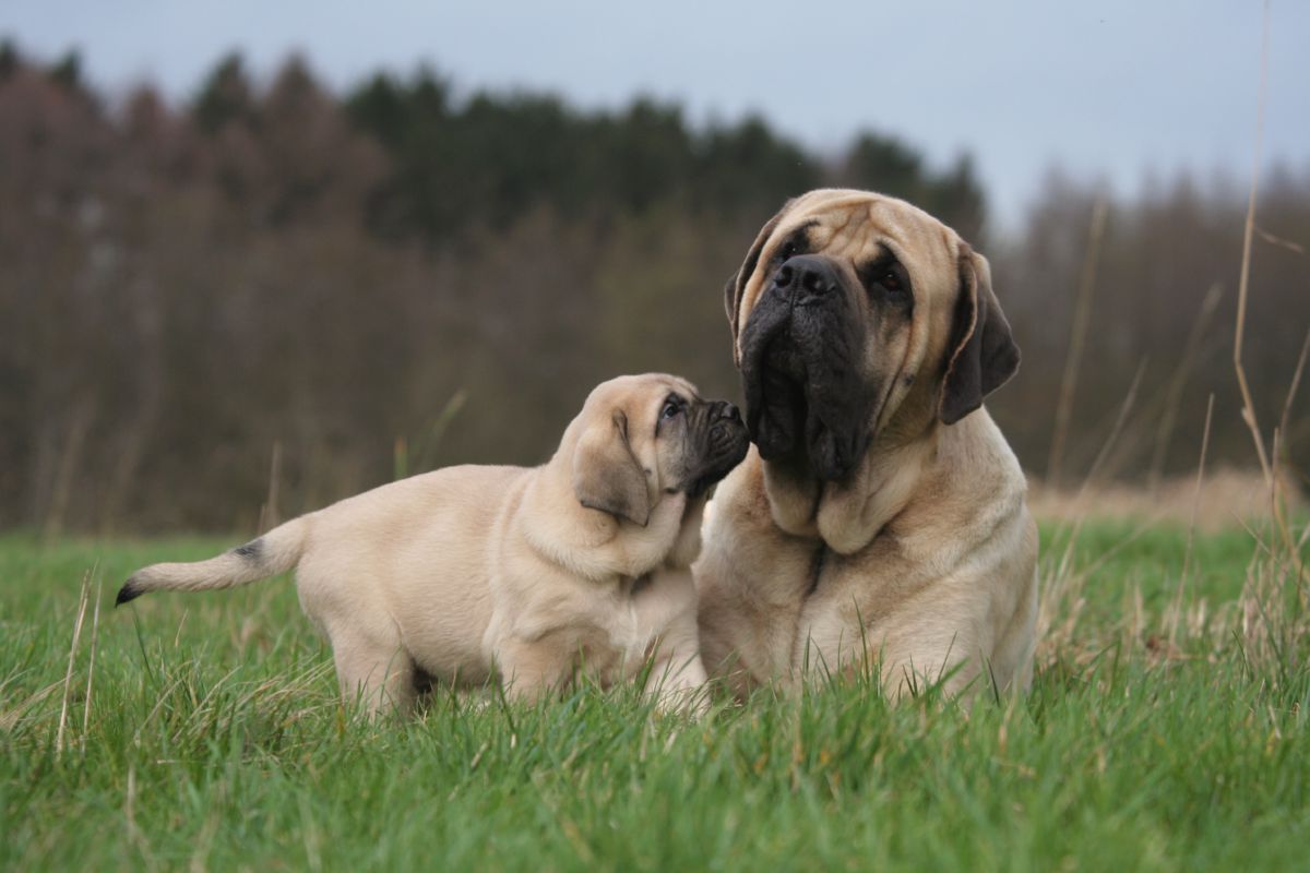 Mastiff buiten
