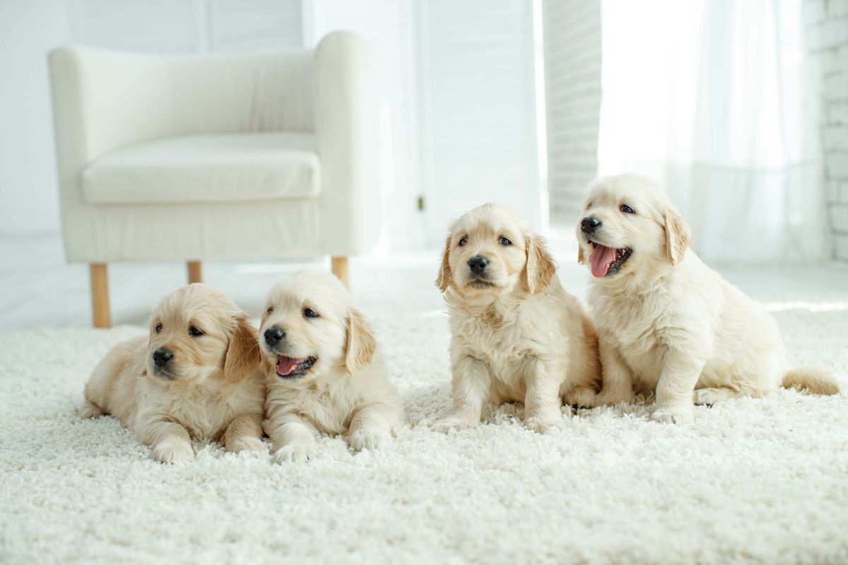 Puppy binnen
