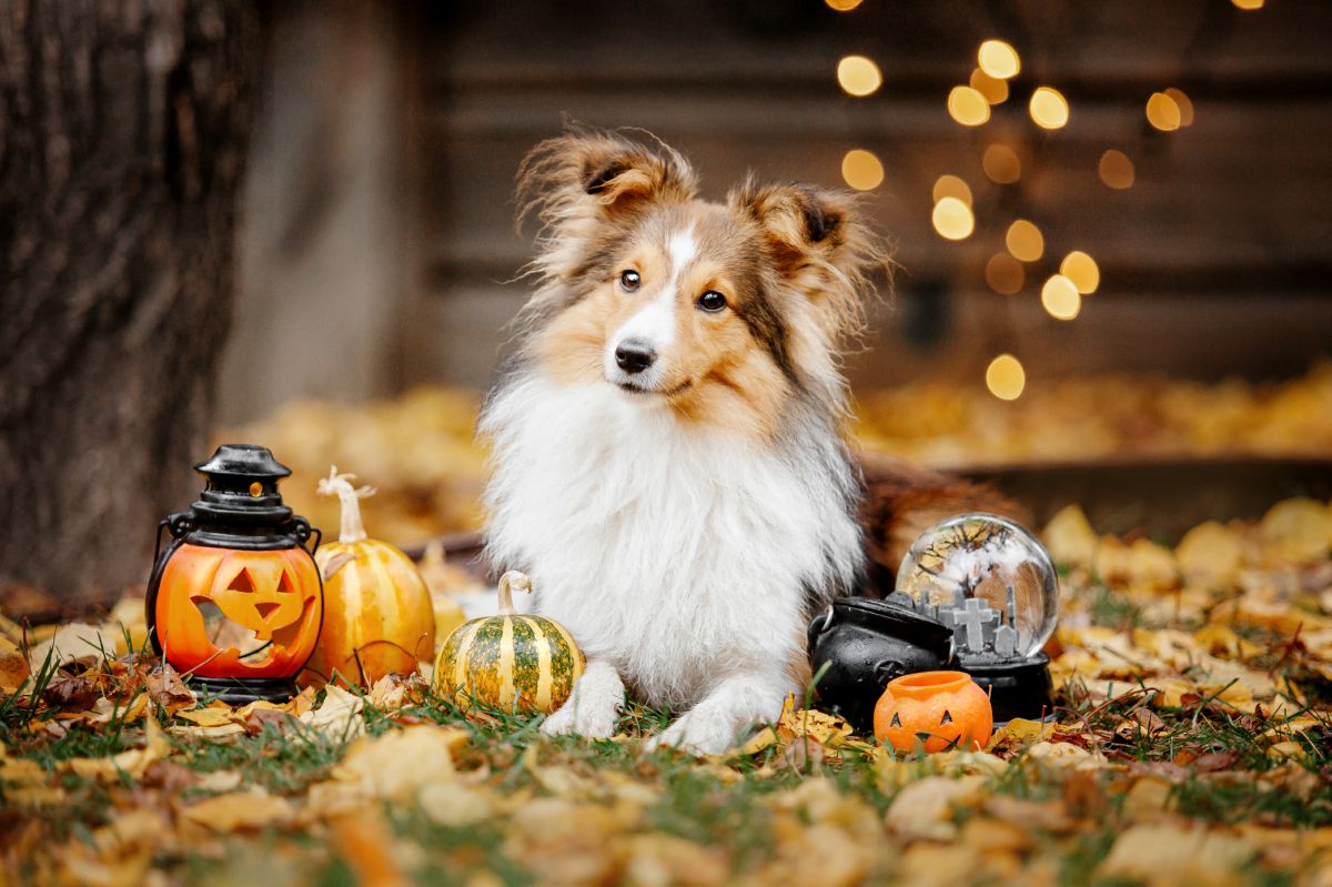 Schotse herdershond puppy buiten