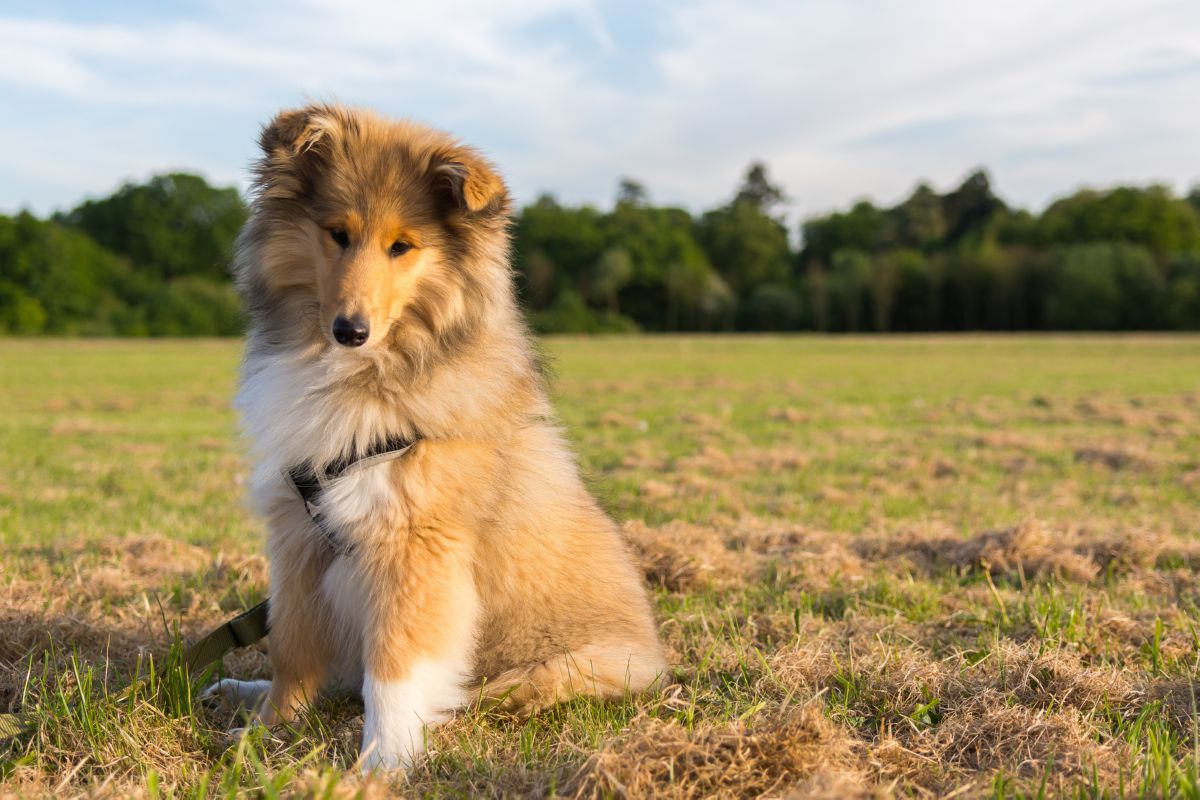 Schotse herdershond puppy
