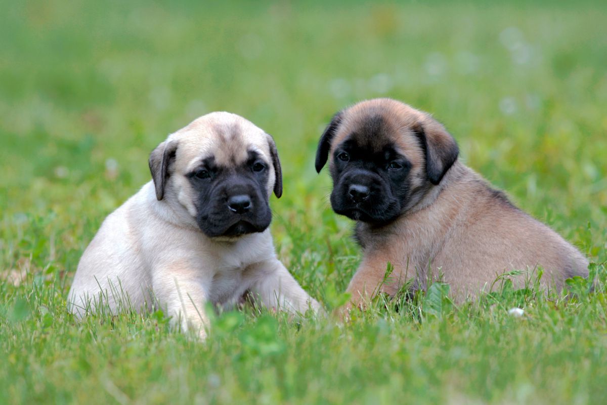 Twee Mastiff puppy´s