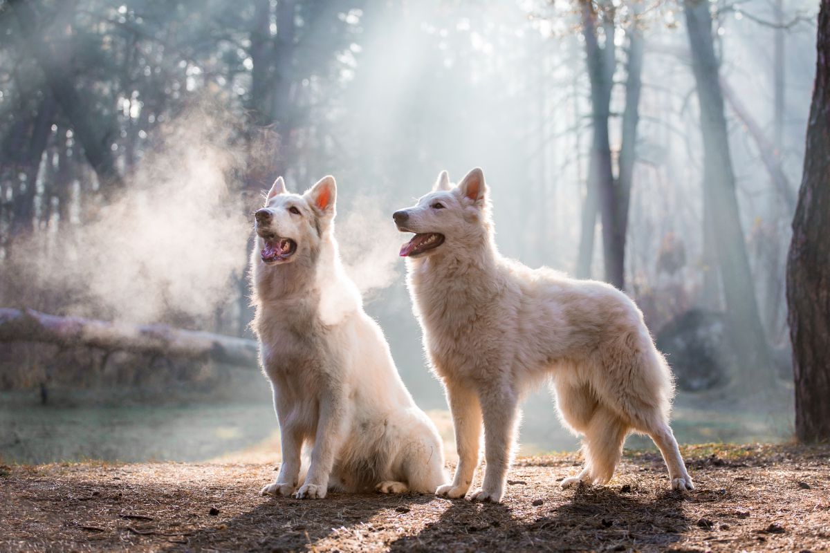 Twee Zwitserse witte herder honden
