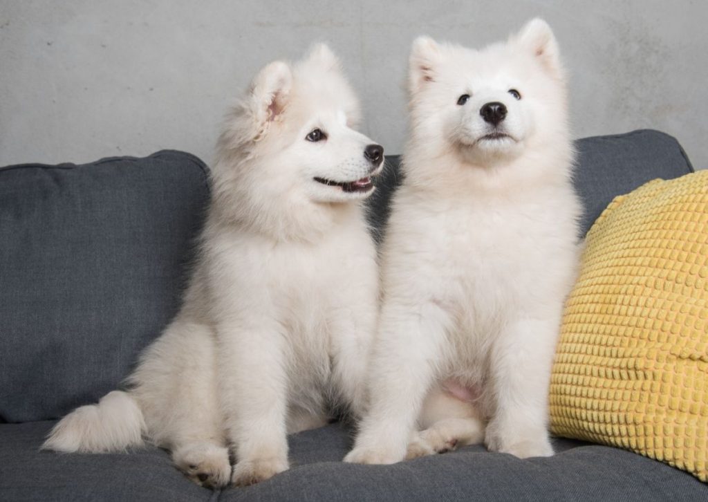 Twee puppy´s op bank