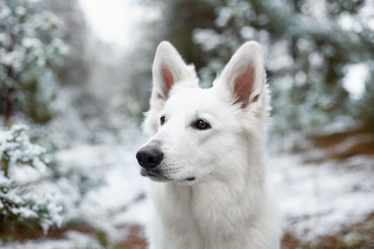 Zwitserse witte herder in de sneeuw