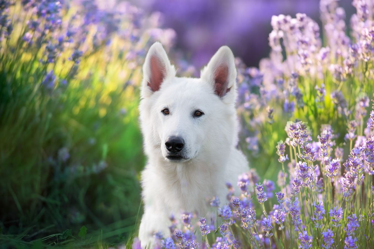 Zwitserse witte herder