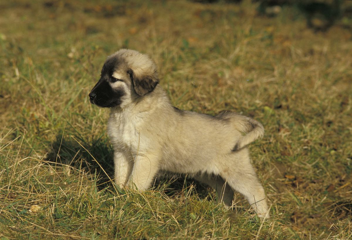 Anatolische herder puppy