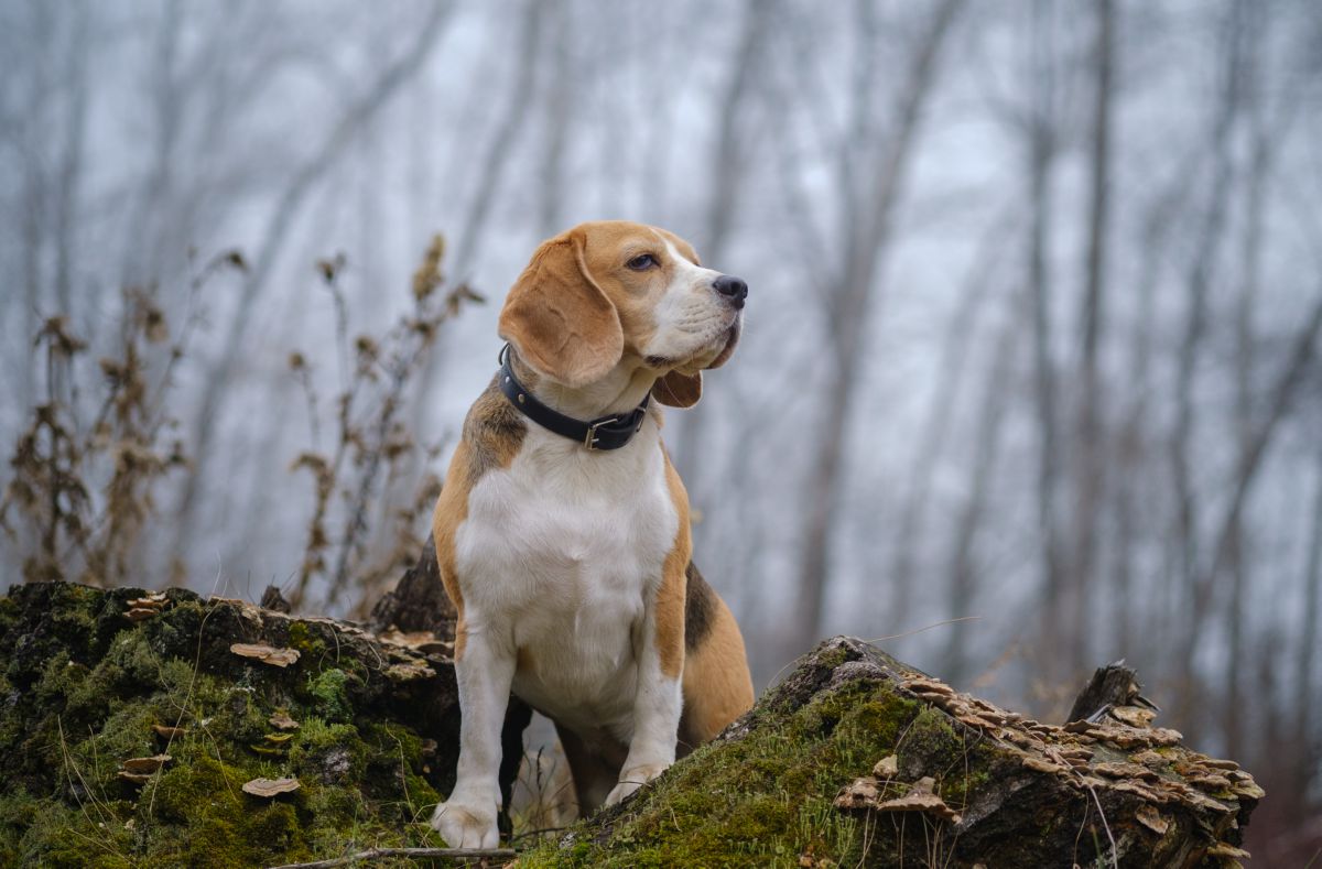 Beagle