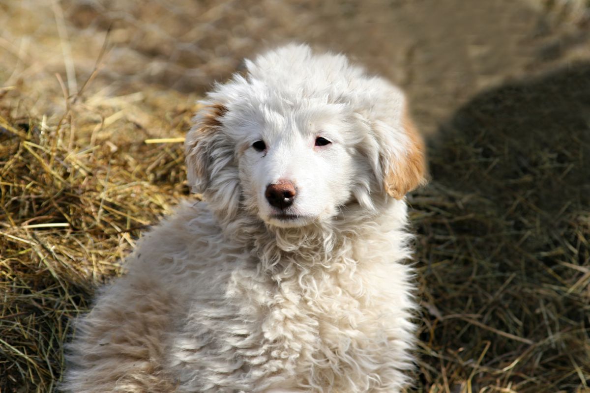 Berghond van Maremmen en Abruzzen puppy