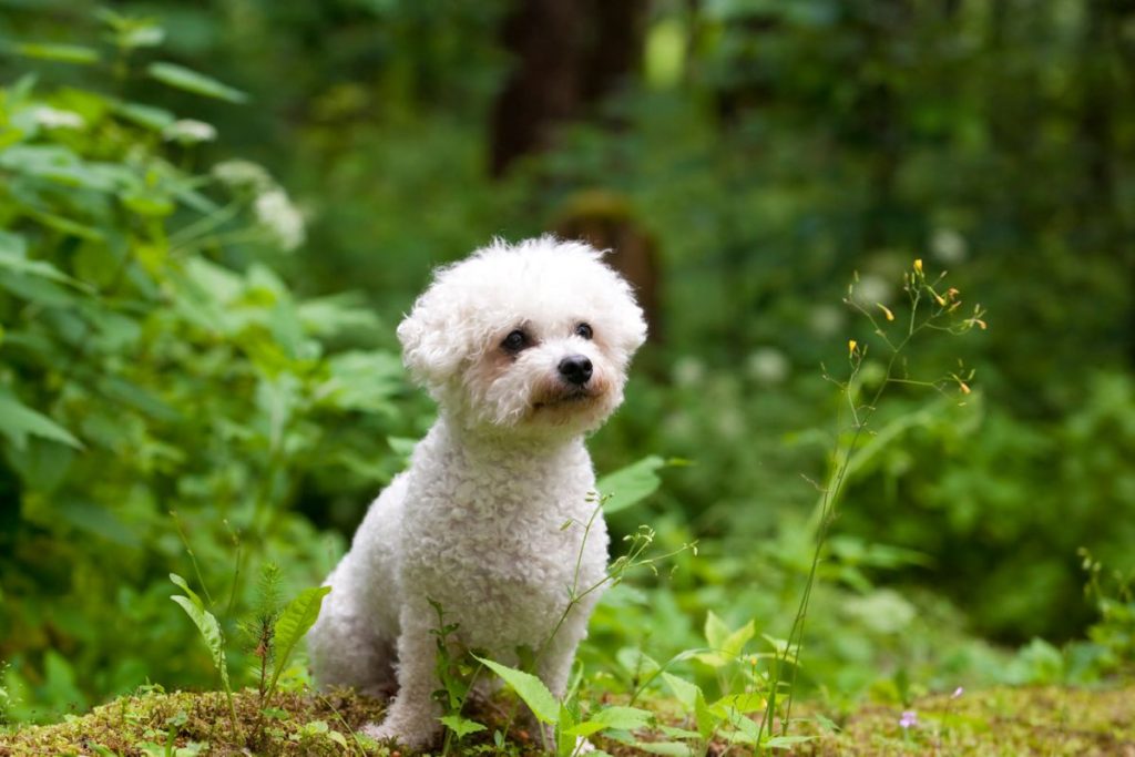 Bichon Frise