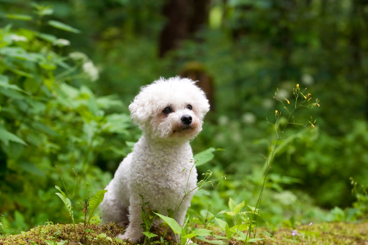 Bichon Frise