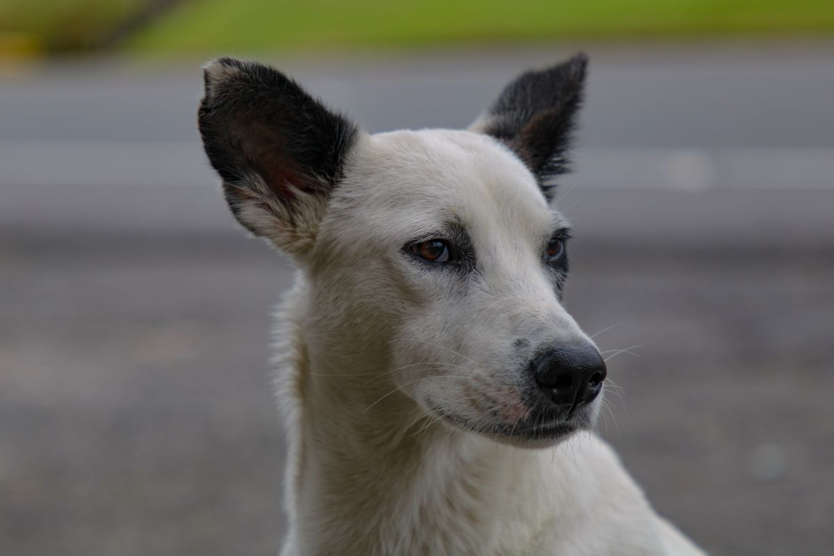 Canaan hond close-up