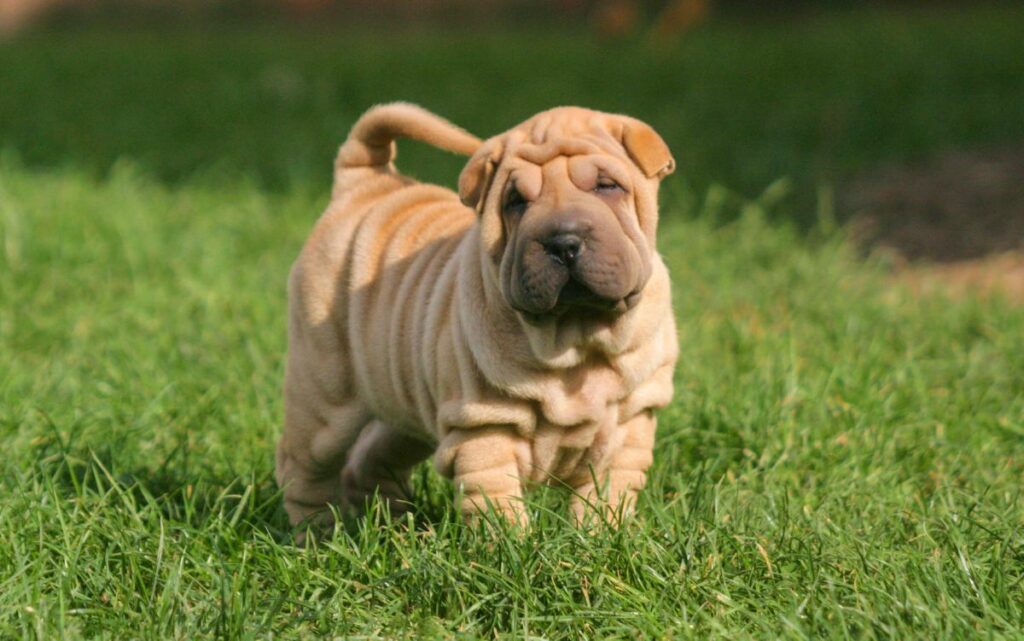 Chinese Shar Pei
