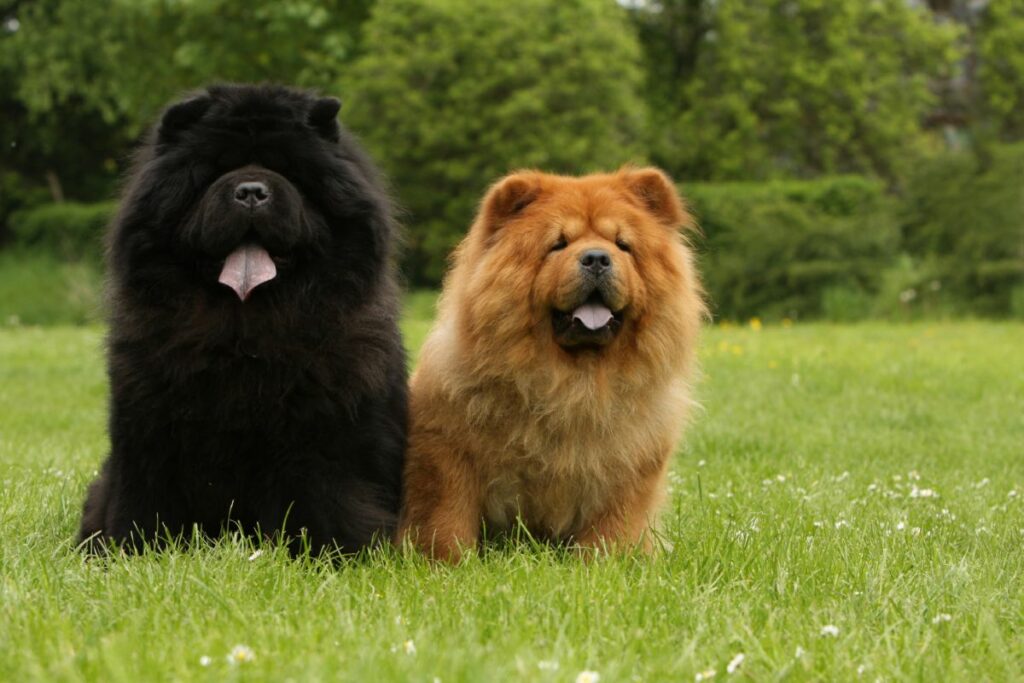 Chow Chow